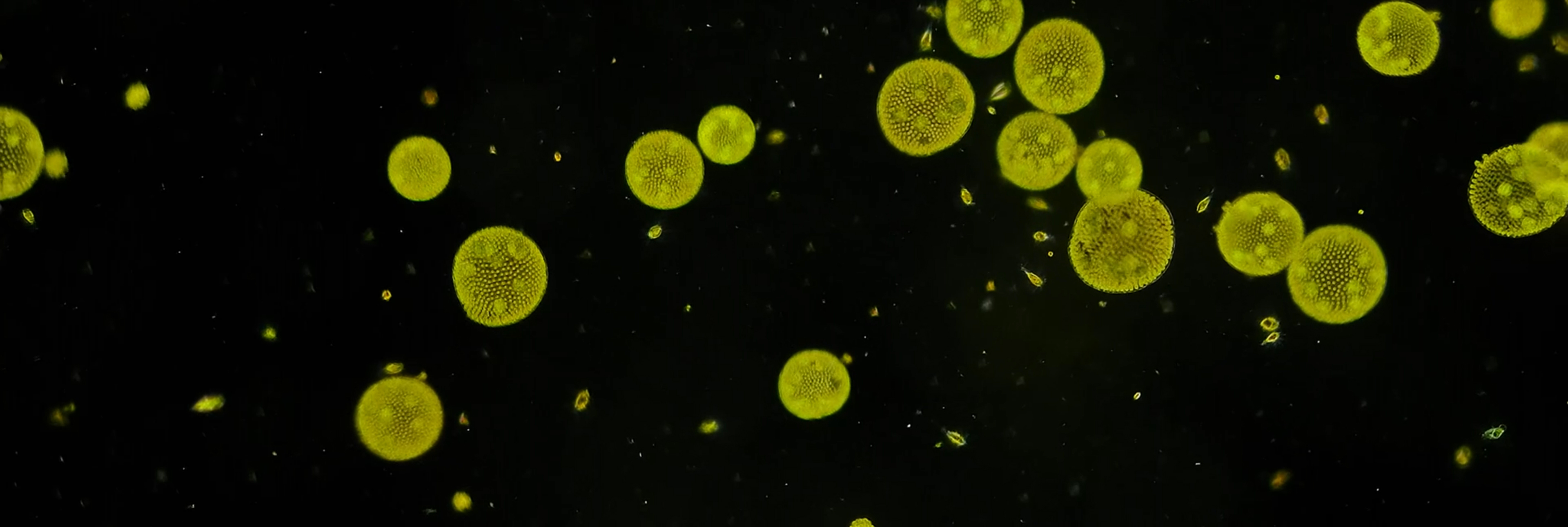 Yellow microbes on a black banner.